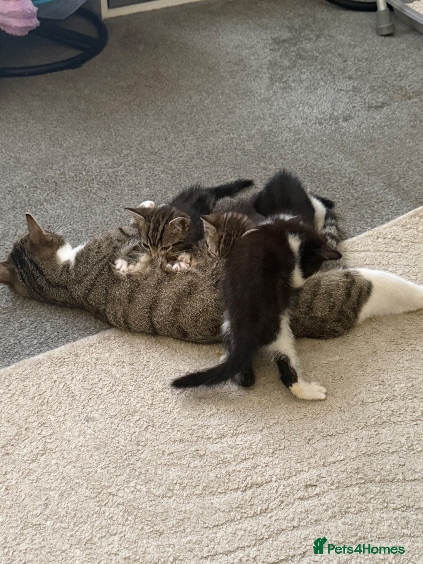 Mixed Breed cats Litter of 3 beautiful female kittens  - Advert 2