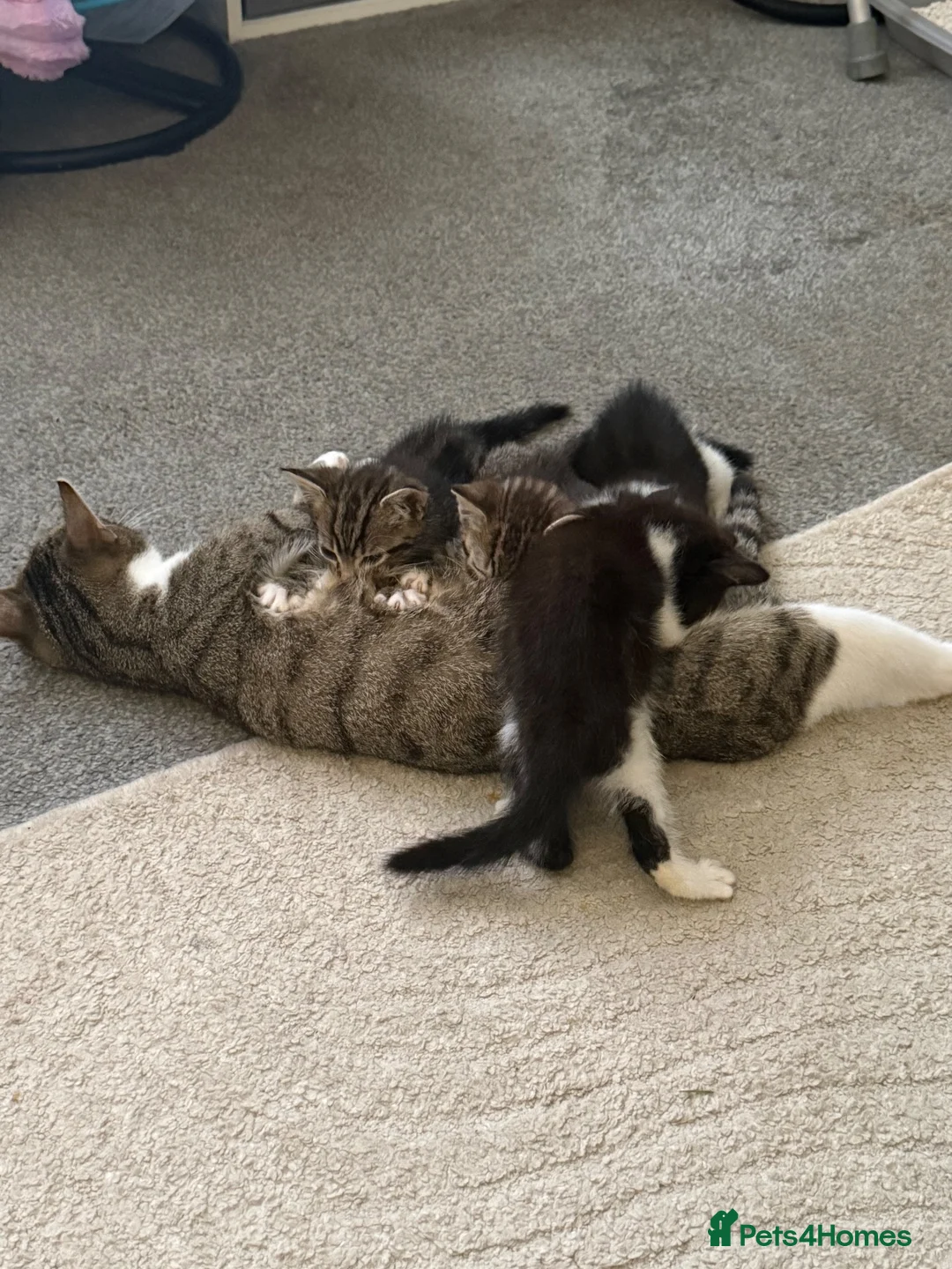 Mixed Breed cats for sale: Litter of 3 beautiful female kittens  - Advert 1