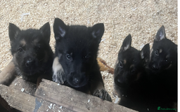 German Shepherd dogs for sale: German Shepard Puppies - Image 1