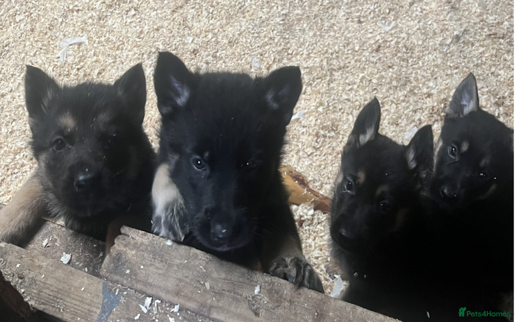 German Shepherd dogs - Advert 1