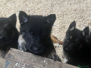German Shepherd dogs for sale - Advert 1