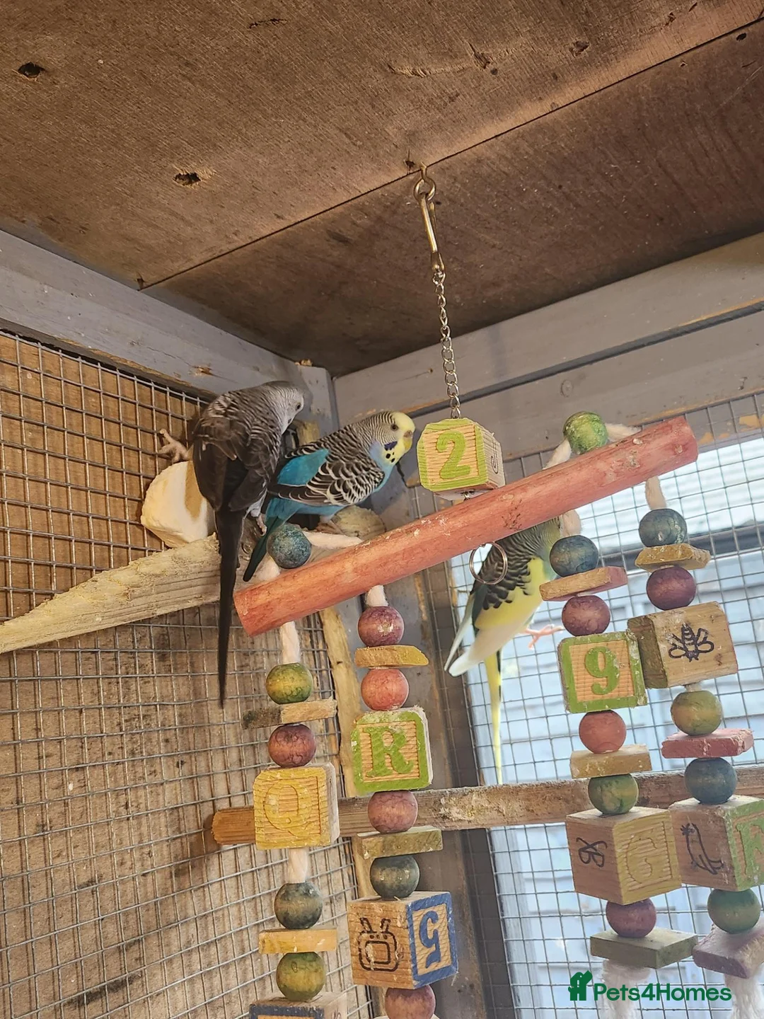 Mixed Breed birds for sale: Avairy close down - Advert 10