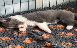 Border Collie dogs for sale: KC Registered Border Collie Puppies for sale - Image 6