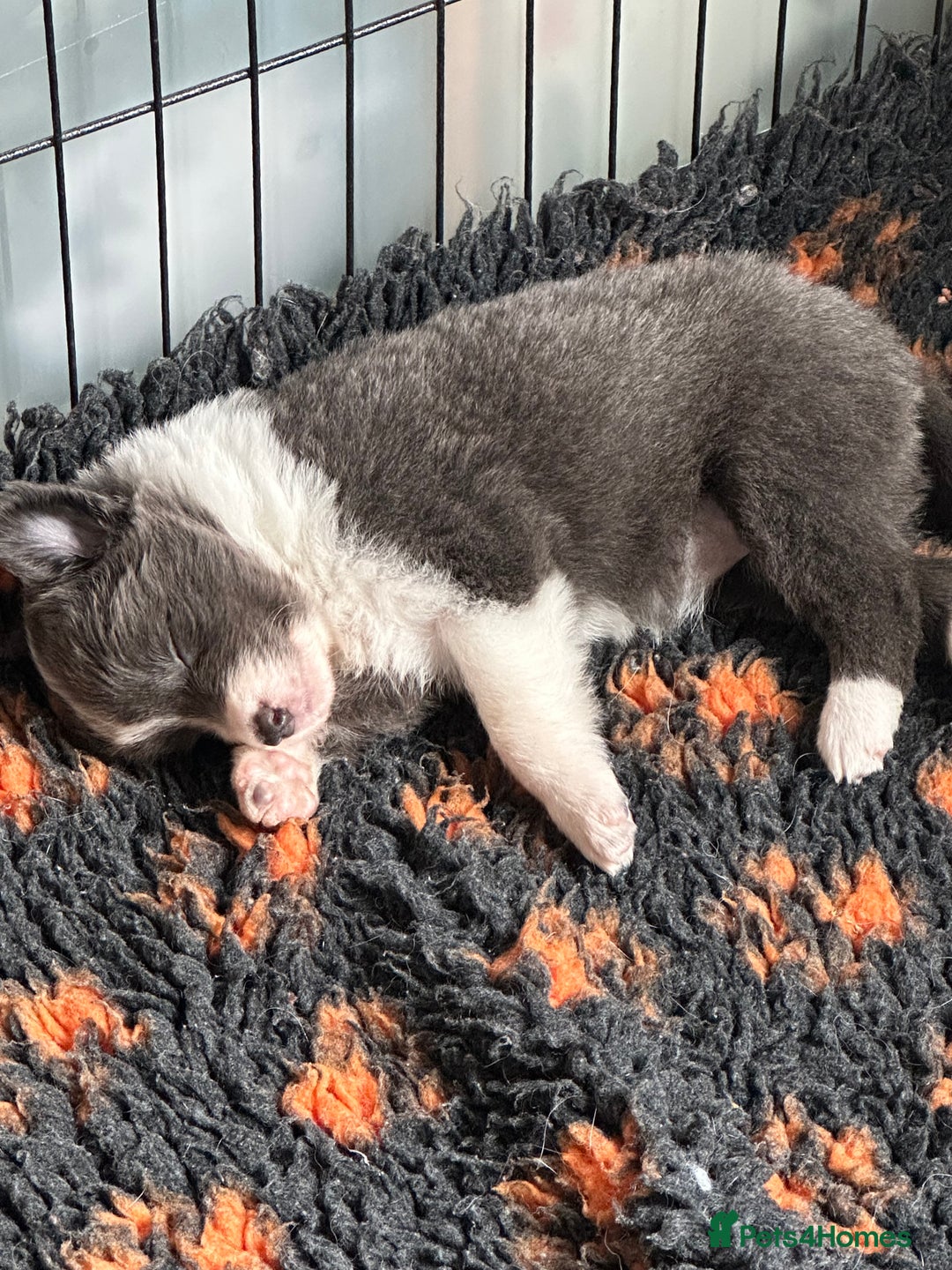 Border Collie dogs for sale: KC Registered Border Collie Puppies for sale - Image 6