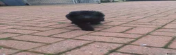 Labradoodle dogs for sale: Labradoodle pups F1B - Advert 4
