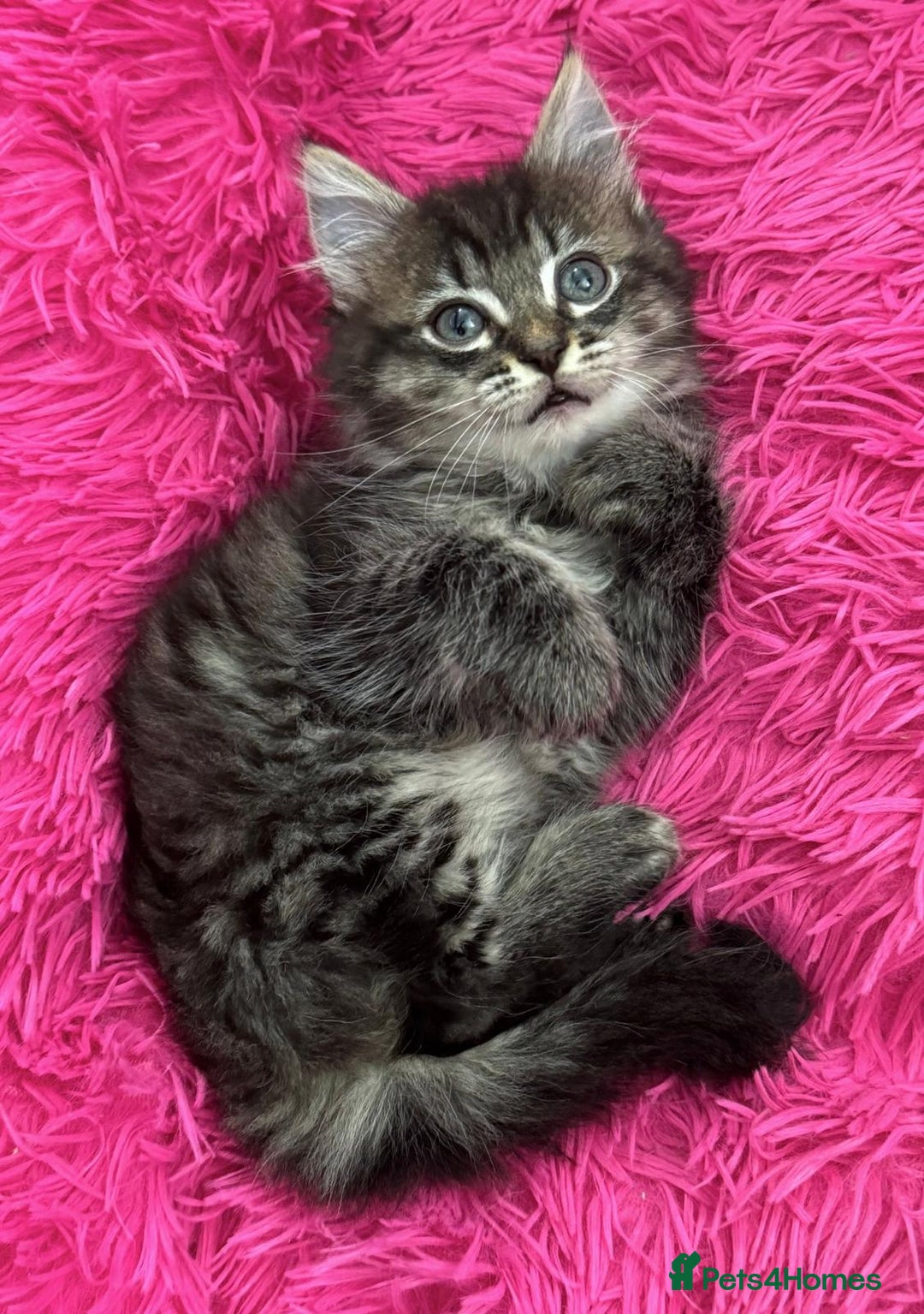 Mixed Breed cats for sale: GORGEOUS FLUFFY KITTENS - Advert 5