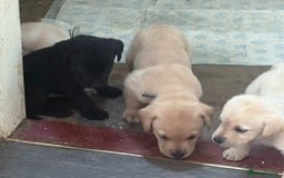Labrador Retriever dogs for sale:  labrador retriever pups - Image 31