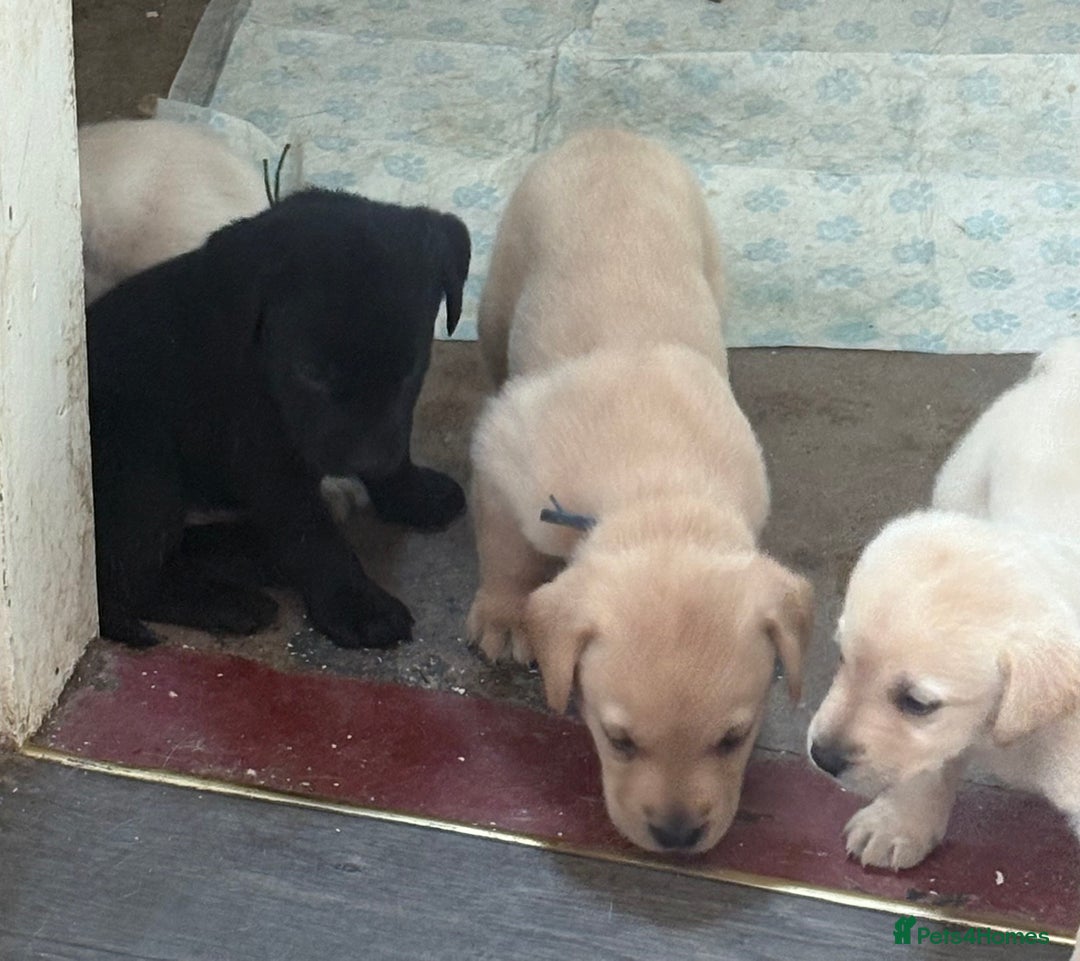 Labrador Retriever dogs for sale:  labrador retriever pups - Image 31