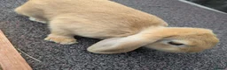 Mini Lop rabbits for sale: Mini lops  - Advert 12