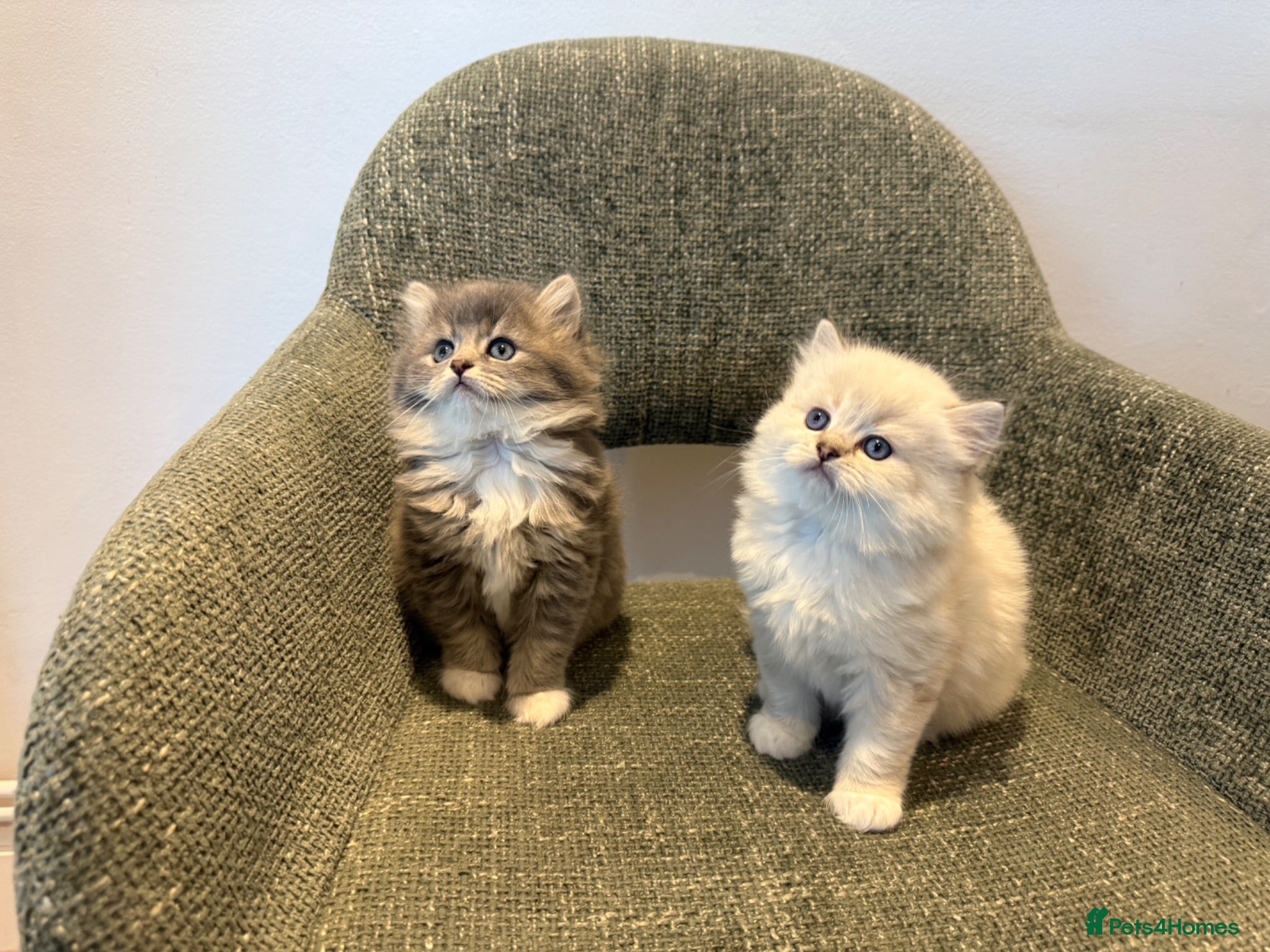 British Longhair cats 3/4 British Longhaired kittens - Advert 1
