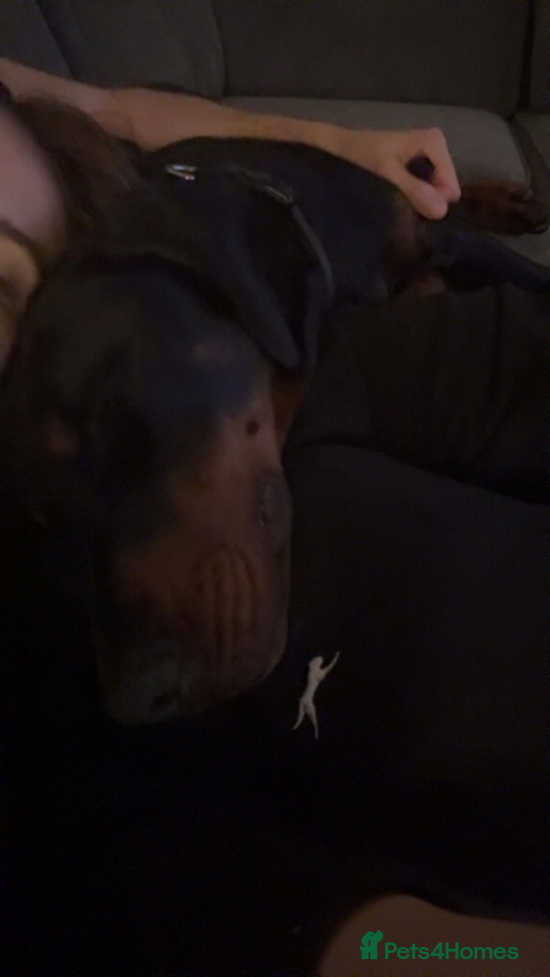 Dobermann dogs for sale: Male Doberman for Sale - Advert 9