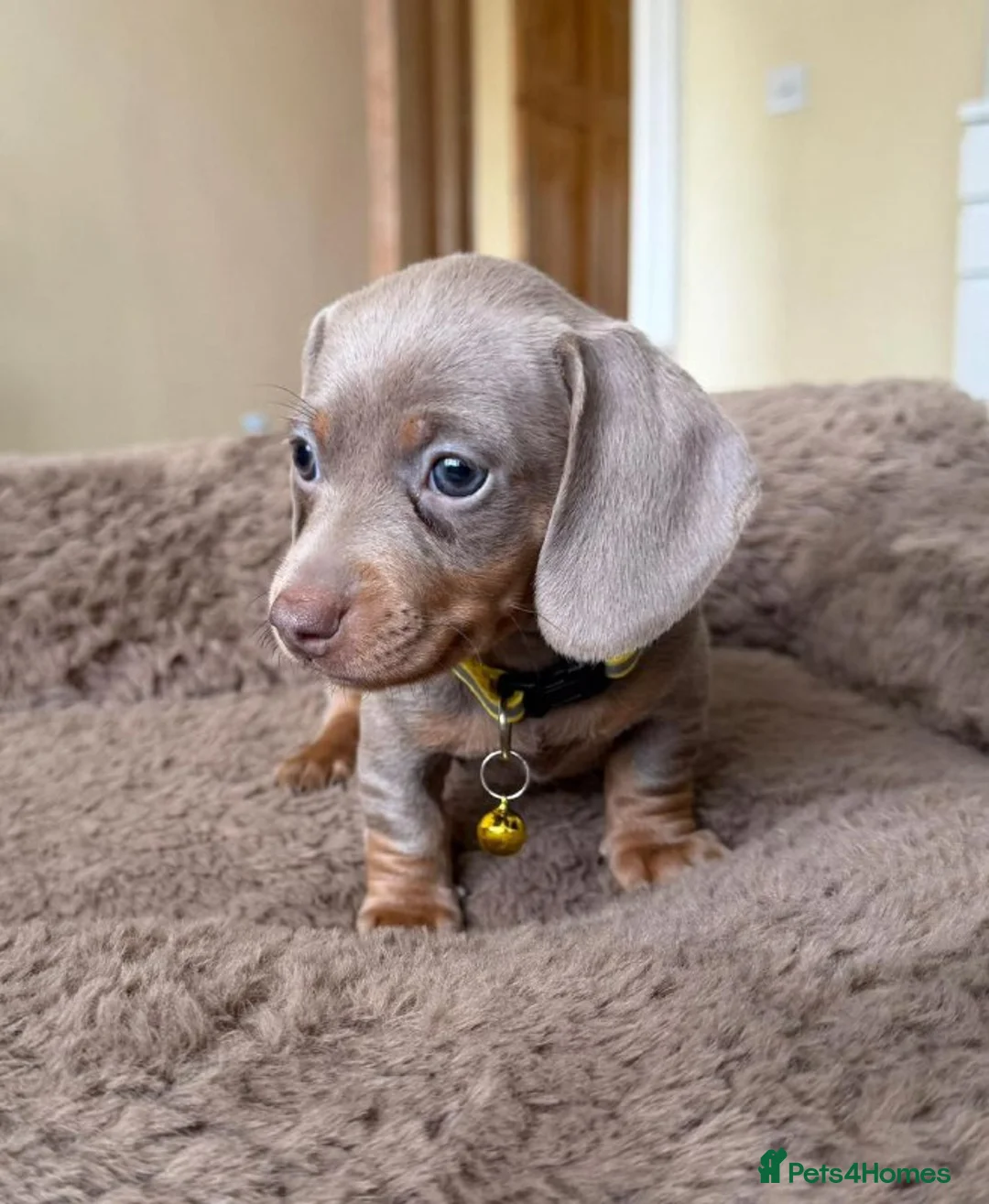 Miniature Dachshund dogs for sale: Miniature Dachshund Litter of 5 puppies - Advert 2