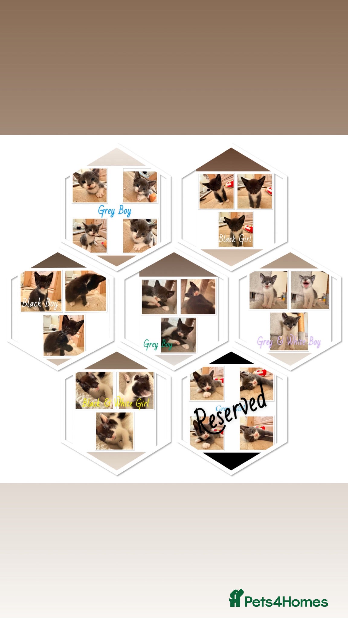 Mixed Breed cats 7 Playful Kittens - Advert 16