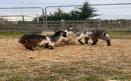 Goats livestock for sale: 3 Beautiful Pygmy Goats for Sale - Image 4