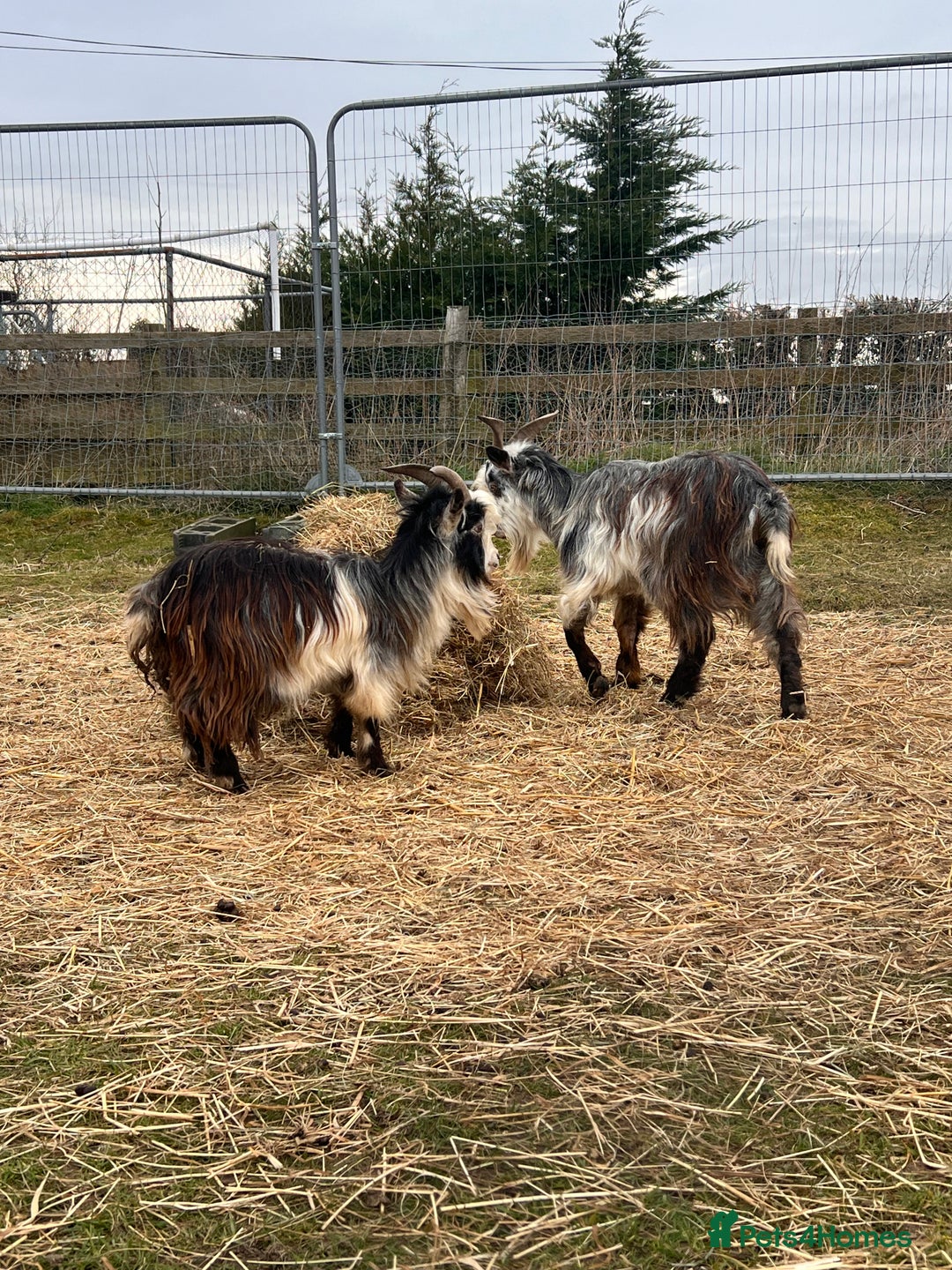 Goats livestock for sale: 3 Beautiful Pygmy Goats for Sale - Image 4