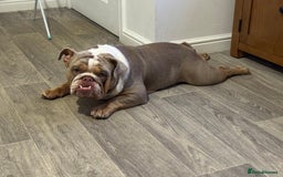 English Bulldog dogs for sale: English bulldog for sale  - Image 2