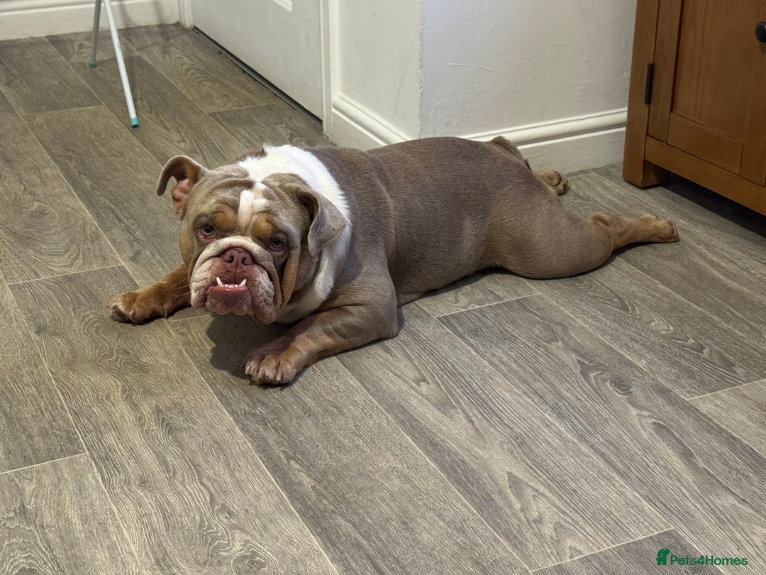 English Bulldog dogs for sale: English bulldog for sale  - Image 2