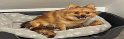 Pomeranian dogs for sale: ✨🐶 9  Beautiful Pomeranian Puppies  - Advert 8