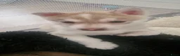 Siberian Husky dogs for sale: Syberian Husky collect 26 June  - Advert 2
