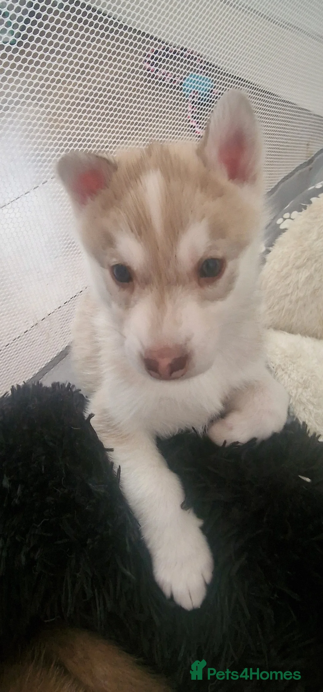 Siberian Husky dogs for sale: Syberian Husky collect 26 June  - Advert 2