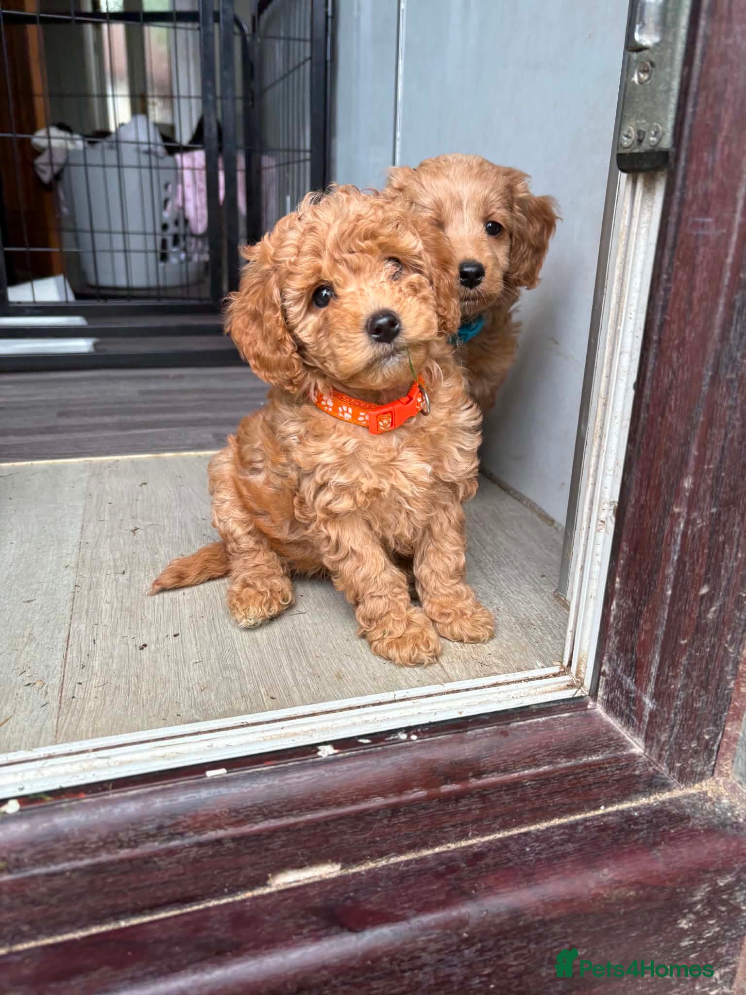 Cockapoo dogs Cockapoo puppies  - Advert 3