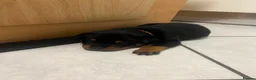 Rottweiler dogs for sale: KC Registered Rottweiler Puppies - Advert 12