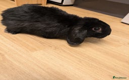 Mini Lop rabbits for sale: Black buck mini lop - Image 2