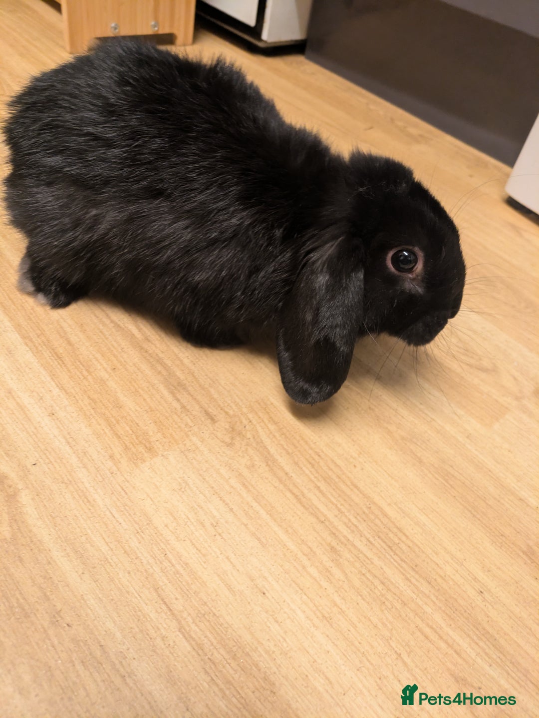 Mini Lop rabbits for sale: Black buck mini lop - Image 2