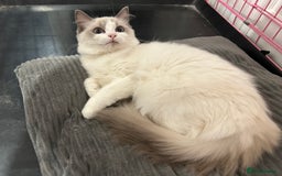 Ragdoll cats for sale: Beautiful Blue point/Bicolor Ragdoll - Image 5