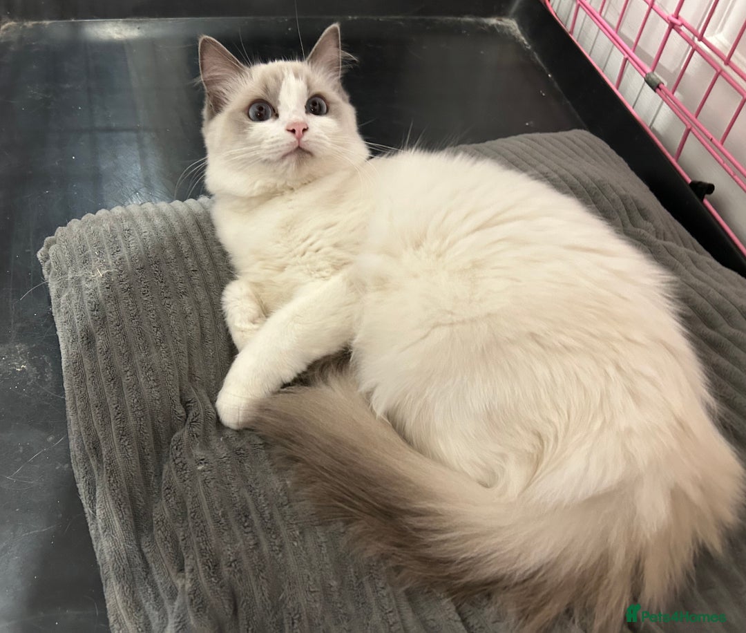 Ragdoll cats for sale: Beautiful Blue point/Bicolor Ragdoll - Image 5