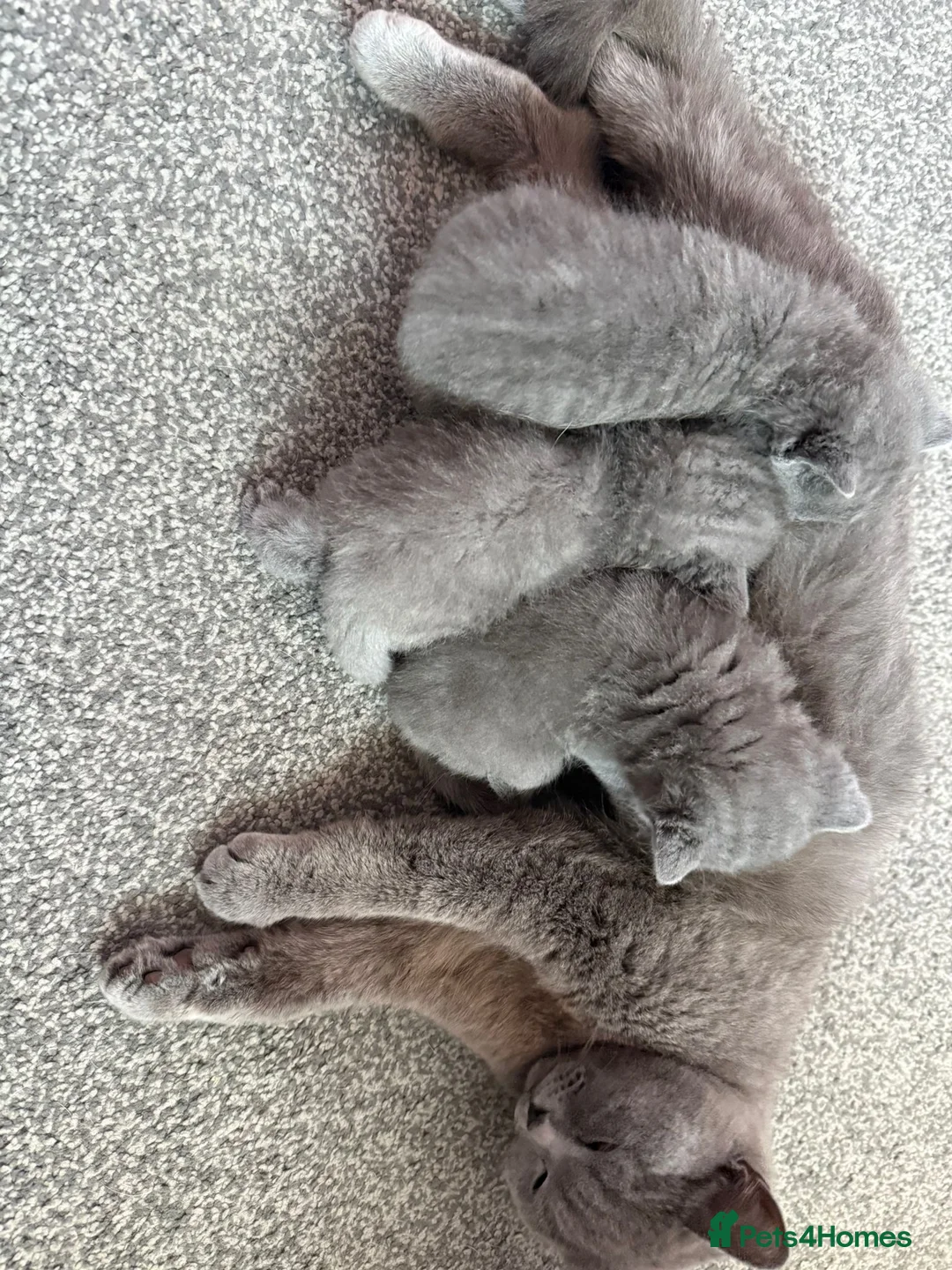British Shorthair cats for sale: British Shorthair Kitten for Sale in Preston - Advert 2
