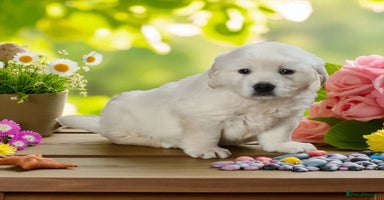 Golden Retriever dogs - Advert 2