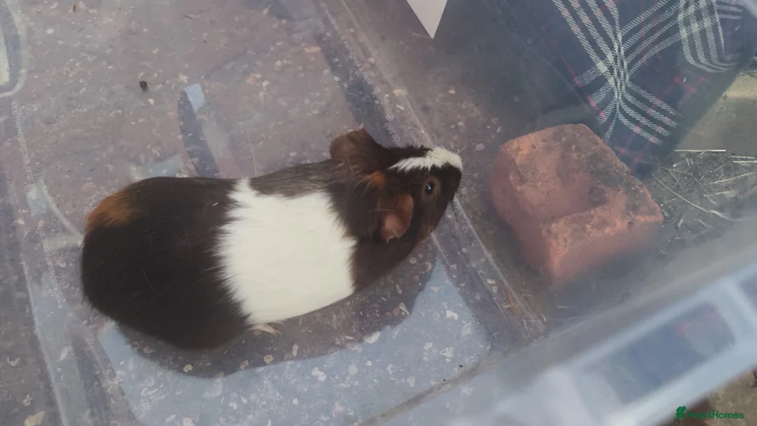Guinea Pig rodents for sale: A very sad rehoming due to relocation  in High Wycombe - Advert 10