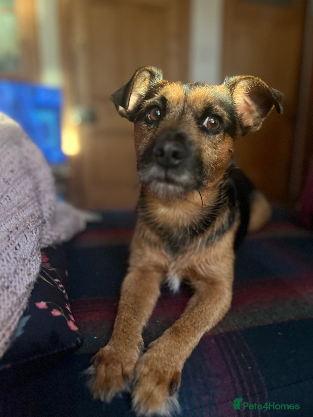 Patterjack dogs for stud: Patterjack stud - Image 3