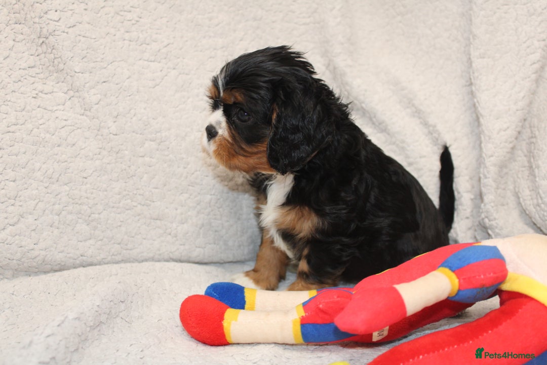 Cavalier King Charles Spaniel dogs for sale: Beautiful Cavalier king charles spaniel puppies - Image 8