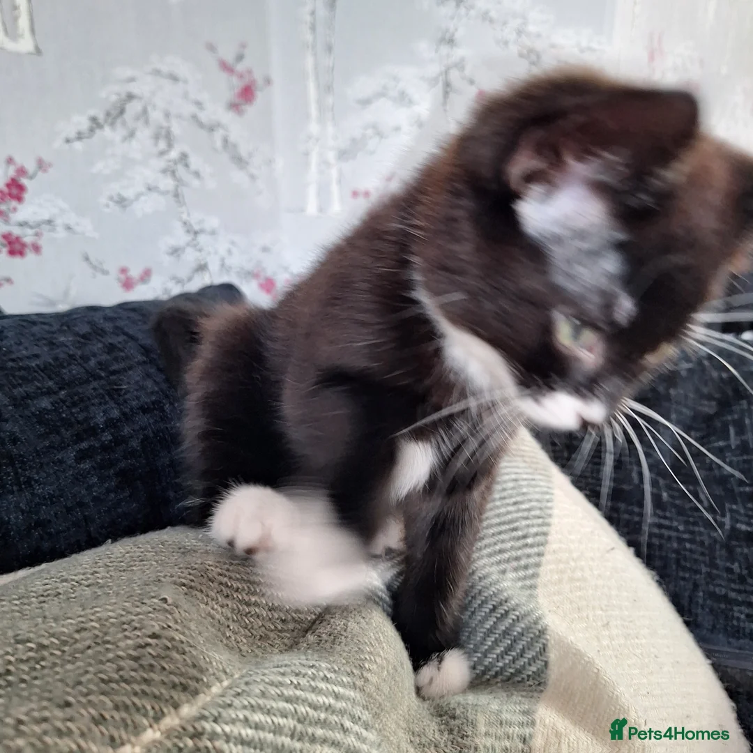 British Shorthair cats for sale: kittens in Wallingford - Advert 2