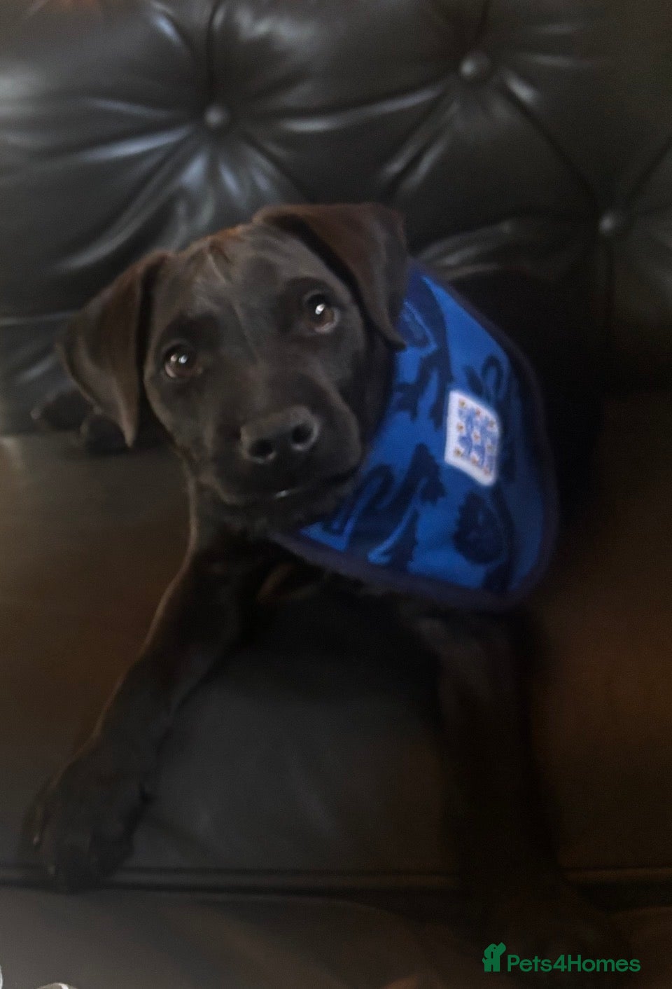 Patterdale Terrier dogs Gorgeous patterdale very loving male pup for sale - Advert 6