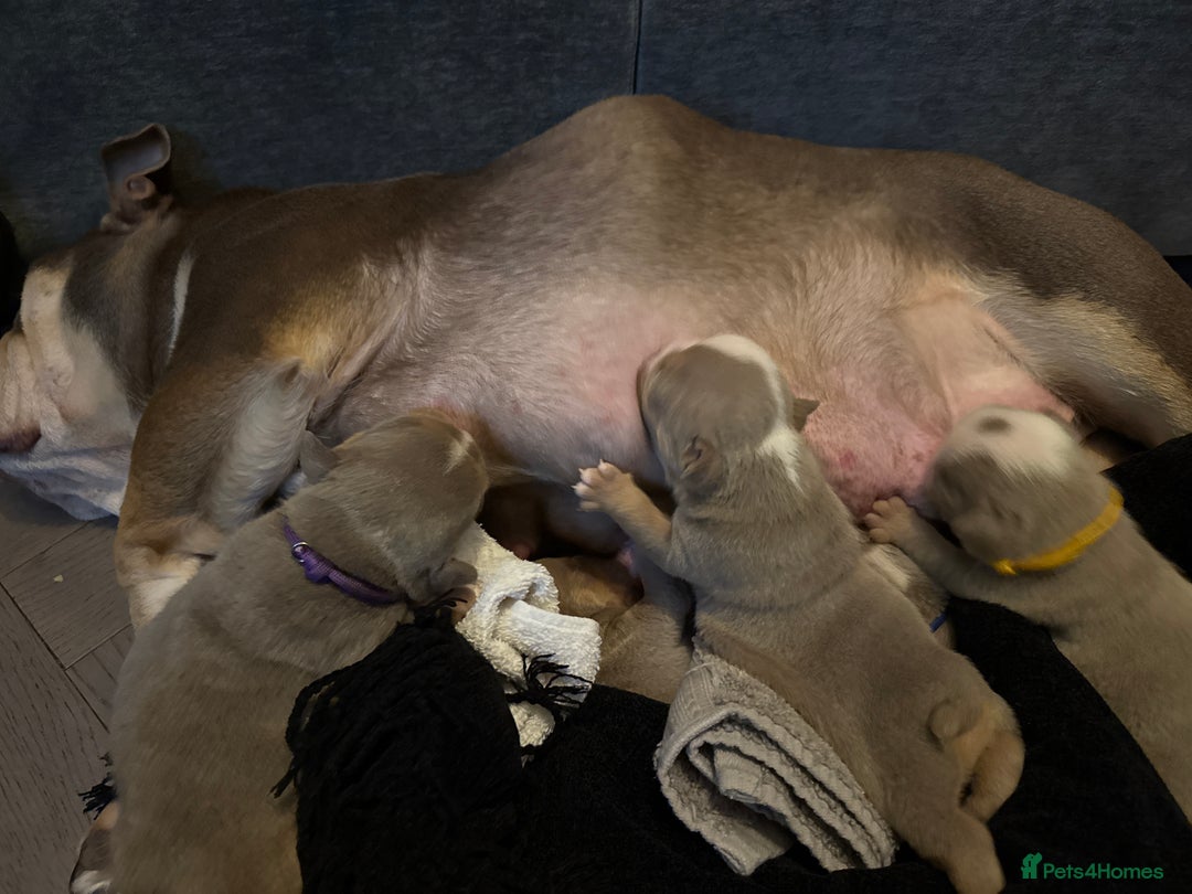 English Bulldog dogs for sale: English lilac bulldogs  - Advert 17