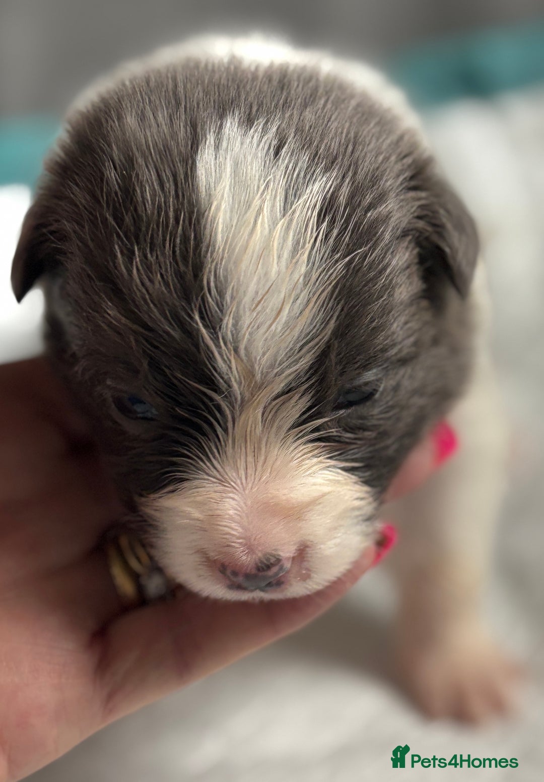 Border Collie dogs for sale:  Long Haired KC Reg Border Collie puppies for sale - Image 26