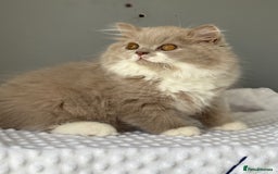British Shorthair cats for sale: GGCF registered lilac bi kittens available  - Image 5