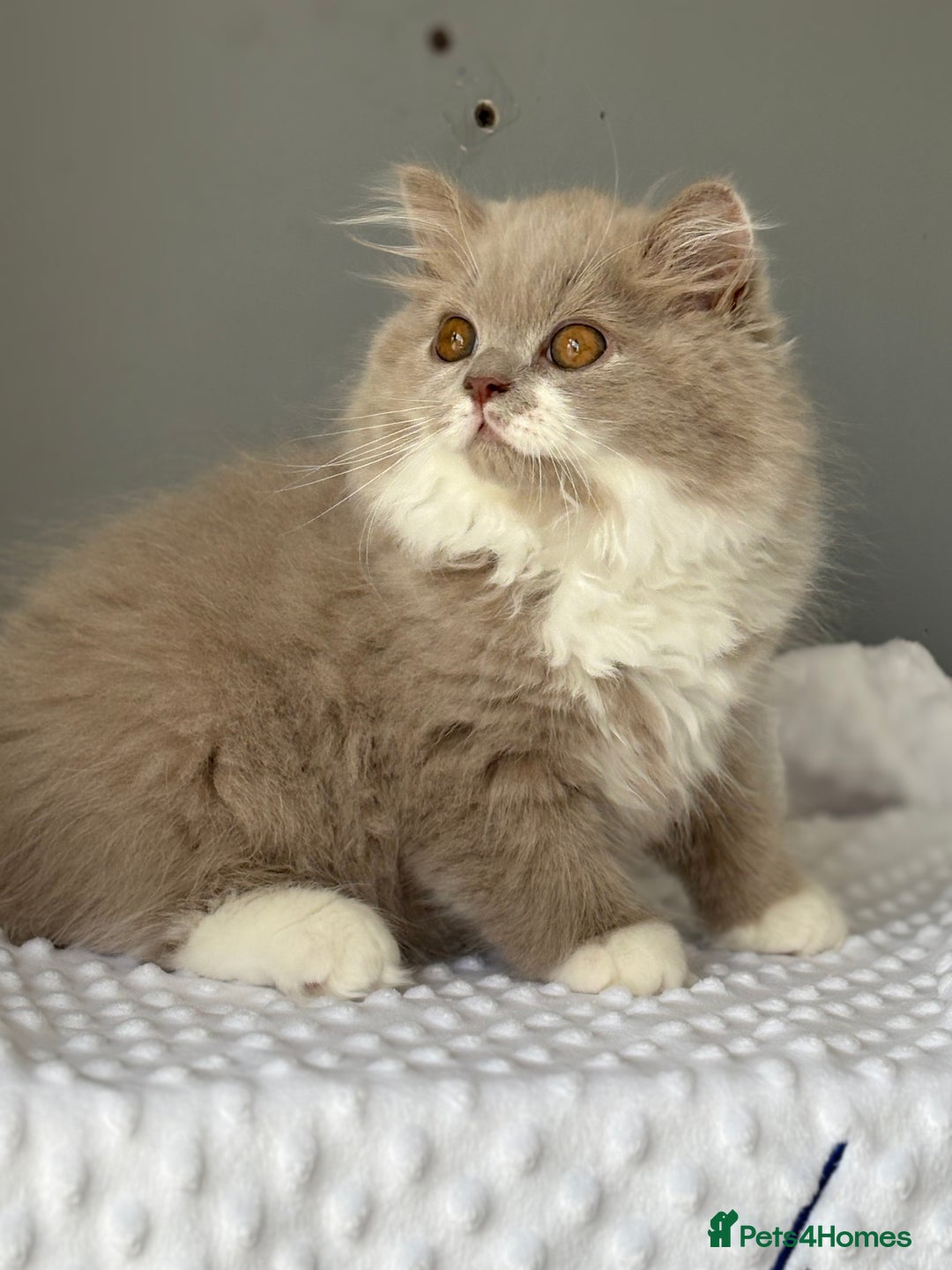 British Shorthair cats for sale: GGCF registered lilac bi kittens available  - Image 5