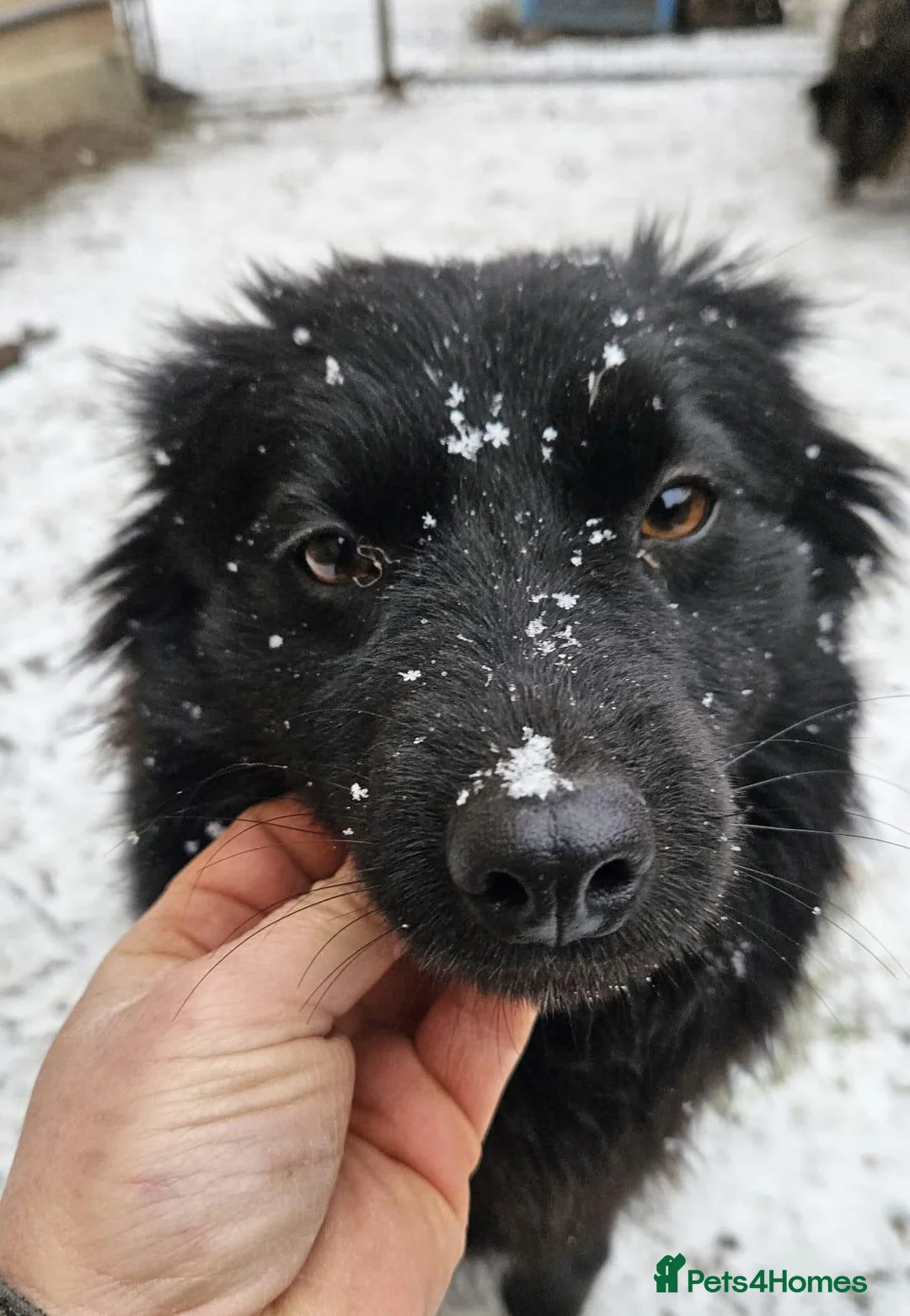 Mixed Breed dogs for adoption: 💙MARTINEL💙 - a Beautiful Soul for a Loving Home - Advert 2