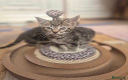 Maine Coon cats for sale: Maine coon x kittens - Image 2