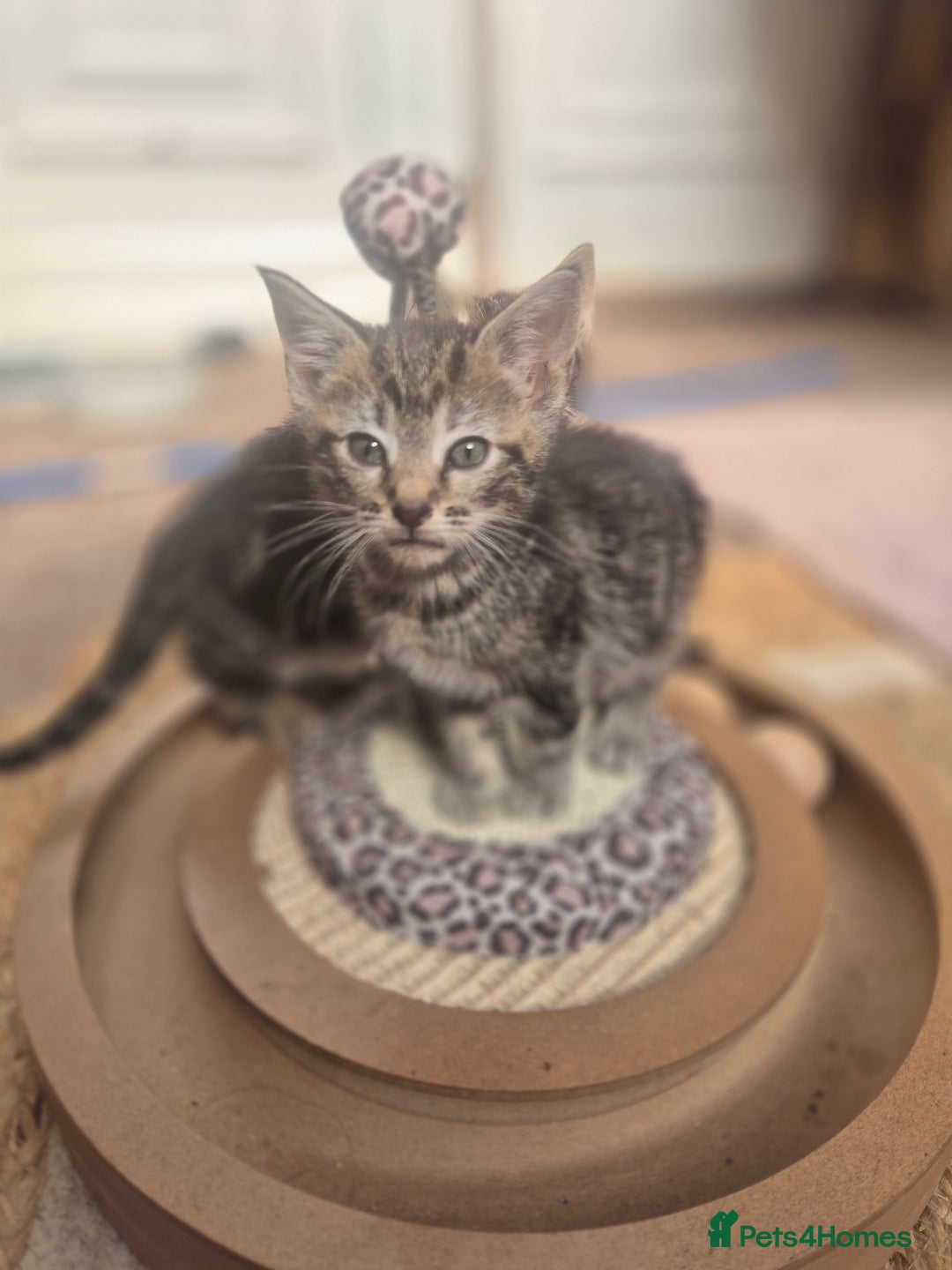 Maine Coon cats for sale: Maine coon x kittens - Image 2