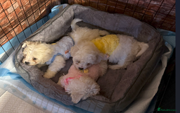 Maltese dogs for sale: Maltese Bichon Puppies Ready to Melt Your Heart! - Image 3
