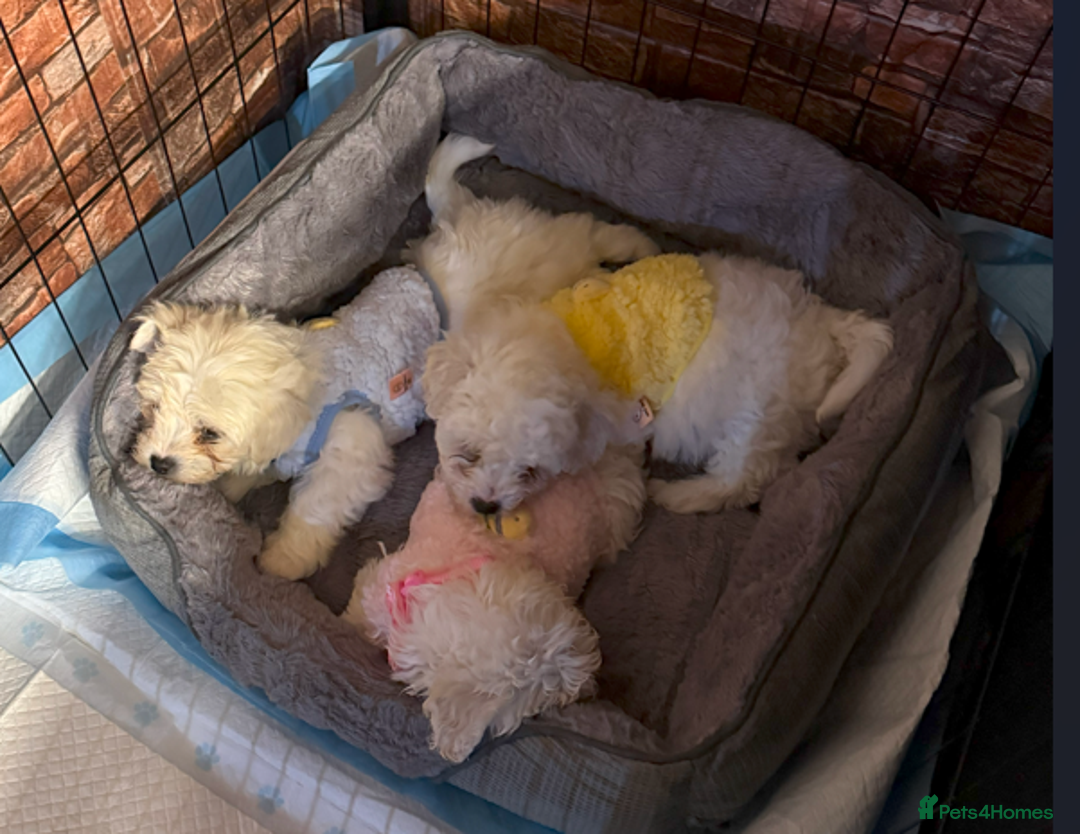 Maltese dogs for sale: Maltese Bichon Puppies Ready to Melt Your Heart! - Image 3