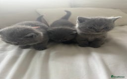 British Shorthair cats for sale: 3 chunky beautiful British shorthair  - Image 4