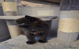 Ragdoll cats for sale: Fluffy kittens Ragdoll x - Image 5