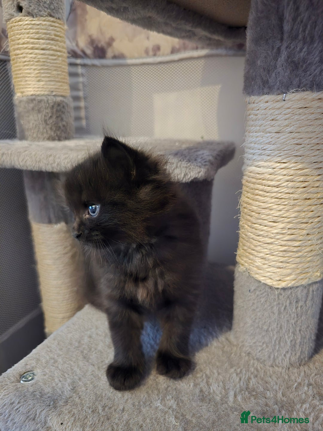 Ragdoll cats for sale: Fluffy kittens Ragdoll x - Image 5