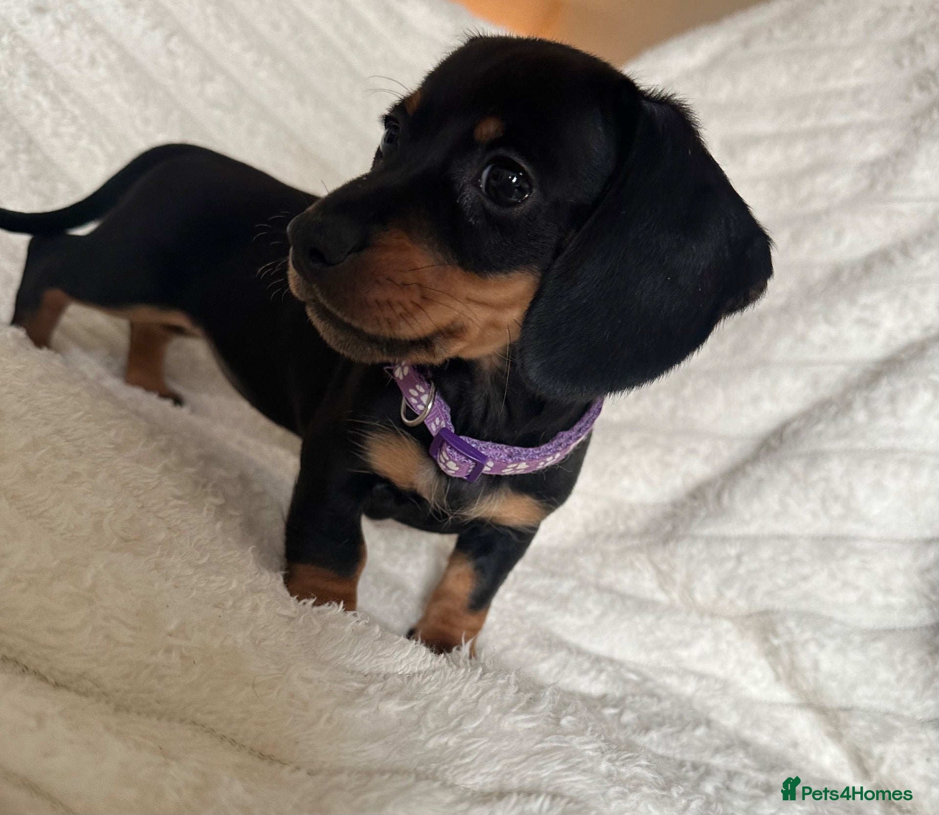 Miniature Dachshund dogs Gorgeous Miniature Sausages 💖  - Advert 11